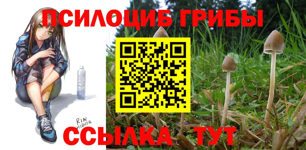 Псилоцибиновые грибы Cubensis Абакан
